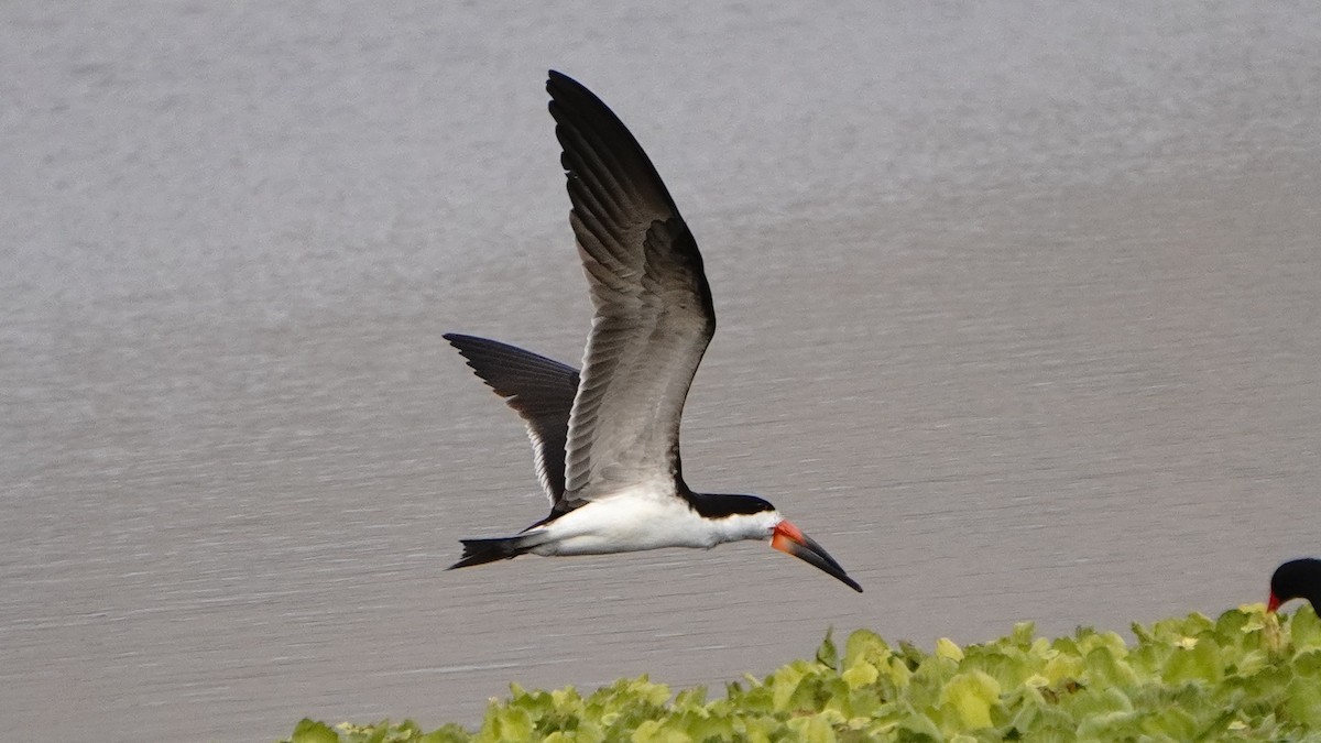 Kara Makasgaga - ML646293411