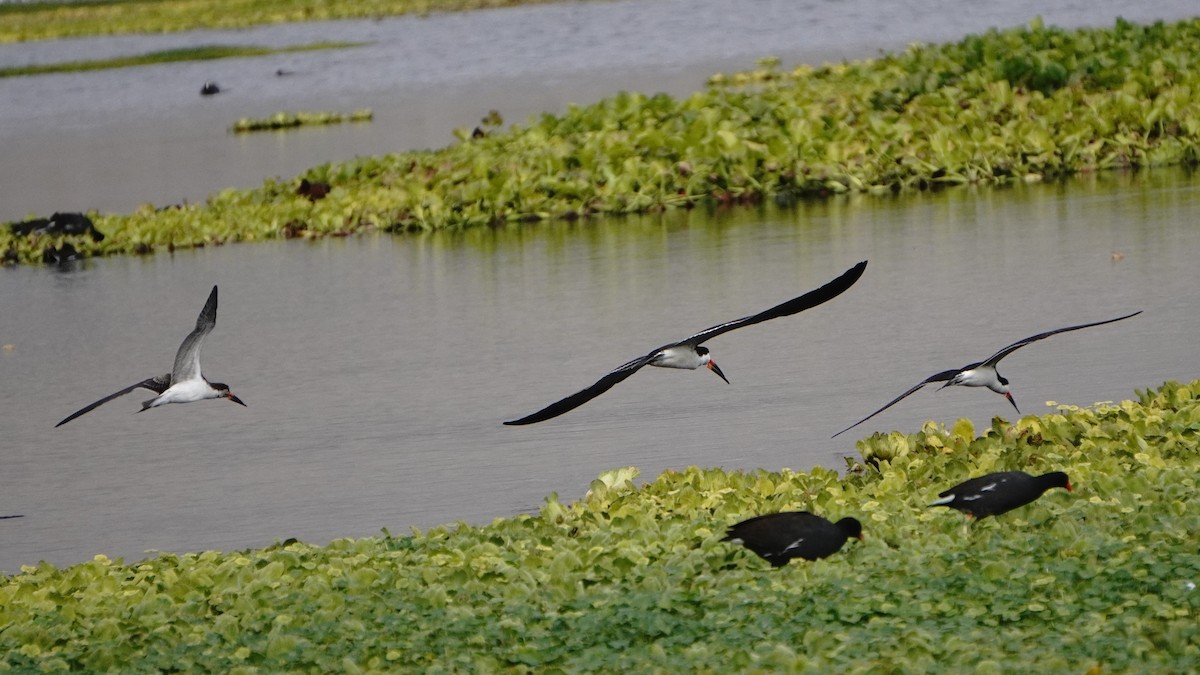 Kara Makasgaga - ML646293412