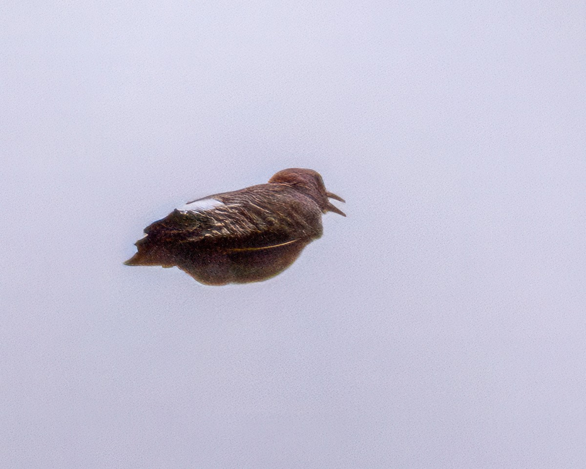 Altın Ağaçkakan - ML646293413