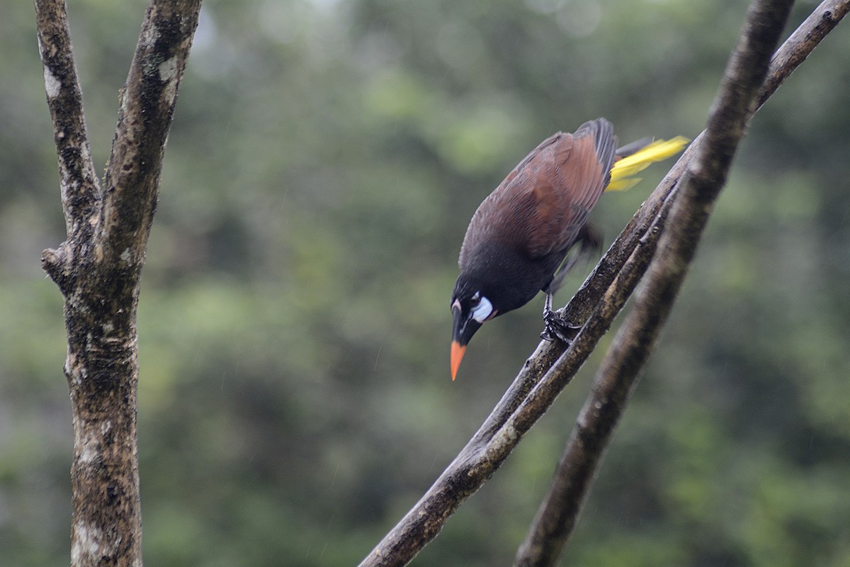 Montezuma Oropendulası - ML646293414