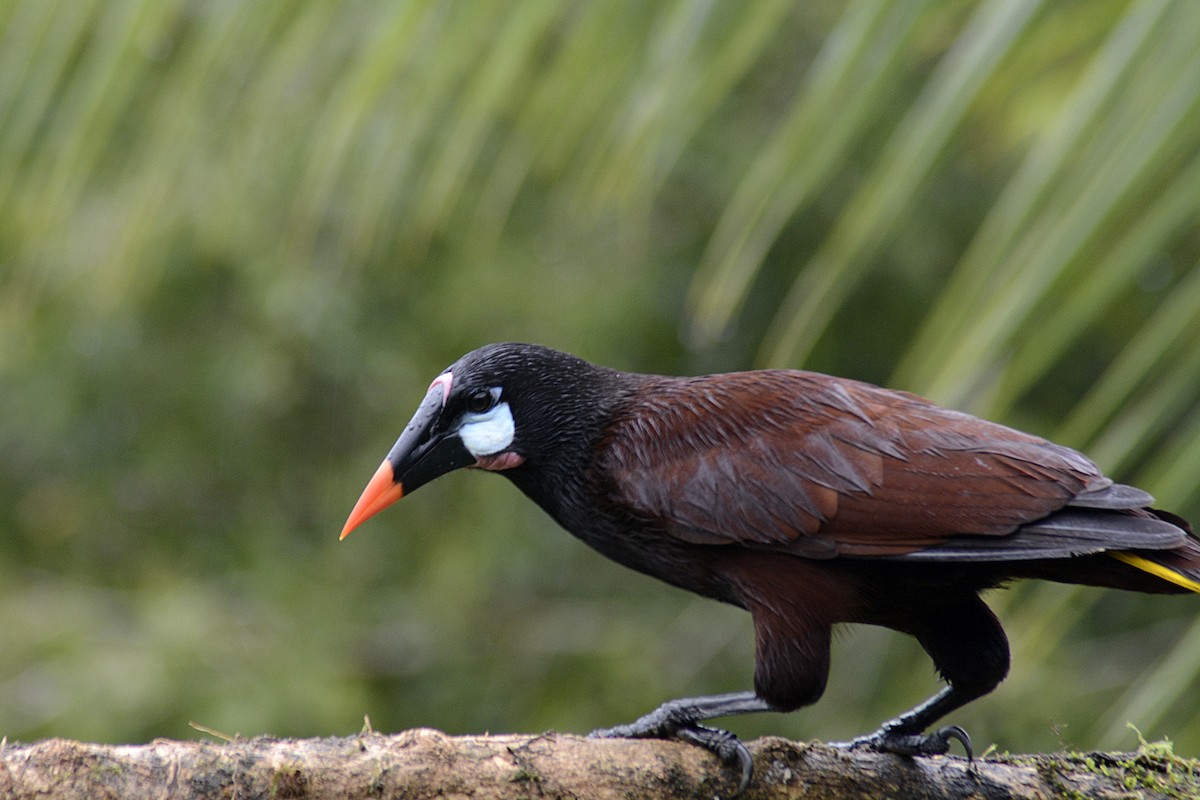 Montezuma Oropendulası - ML646293416