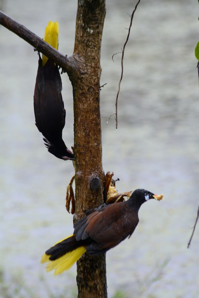 Montezuma Oropendulası - ML646293417