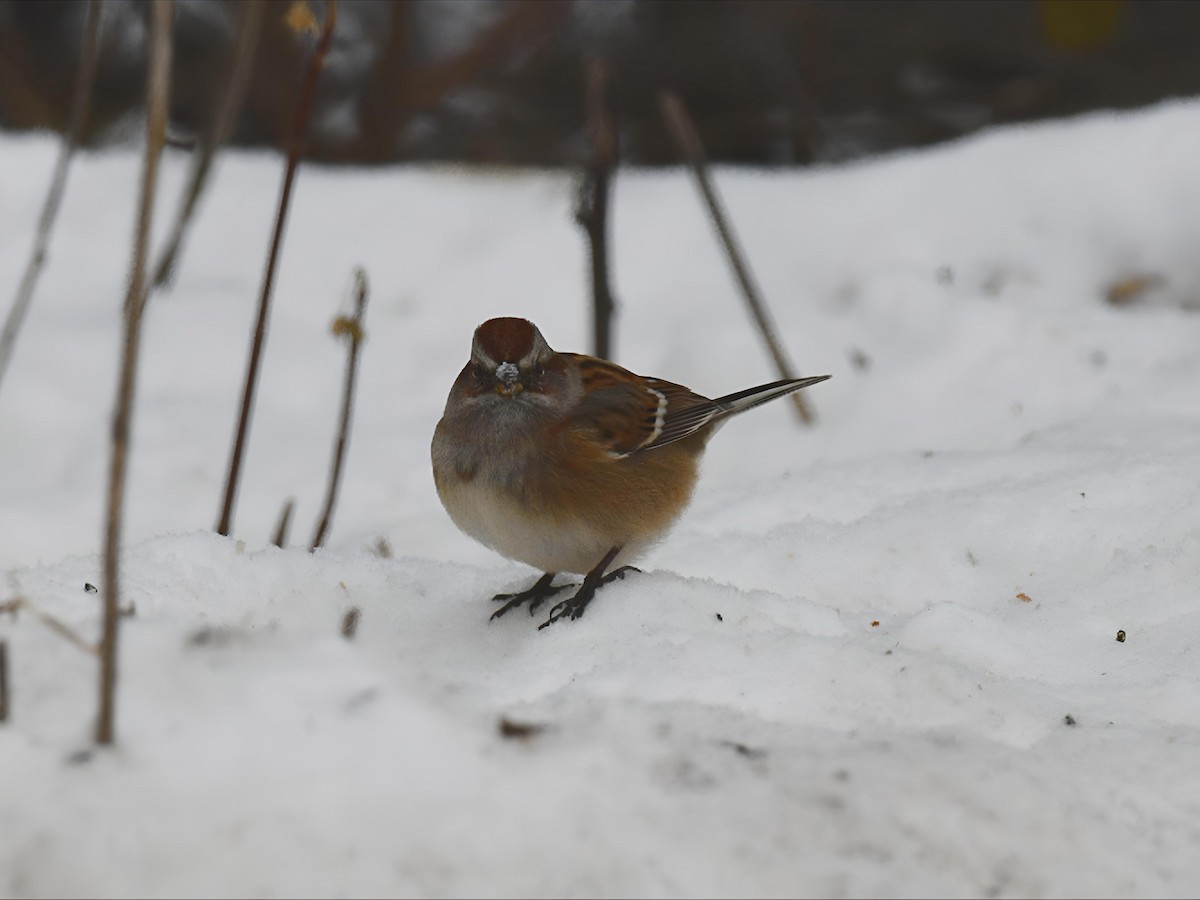 Hudson Körfezi Serçesi - ML646293419