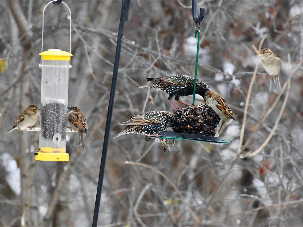 Serçe - ML646293422