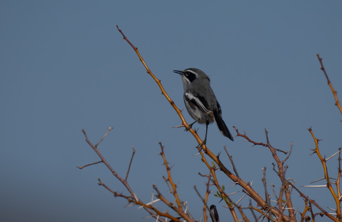 İpeksi Sinekkapan - ML646293423