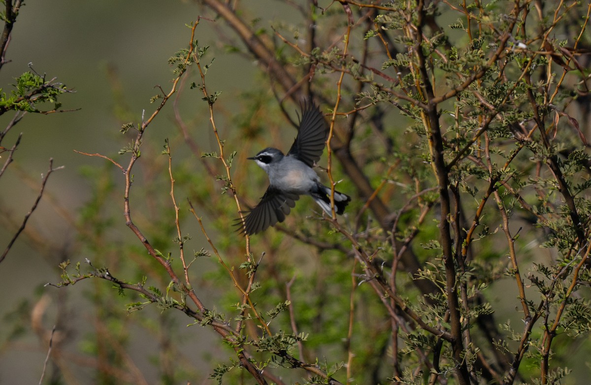 İpeksi Sinekkapan - ML646293425