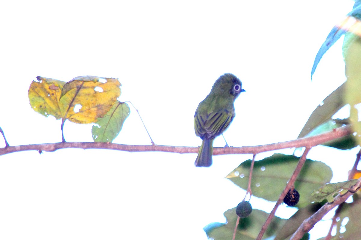 Gözlüklü Yassıgaga - ML646293426