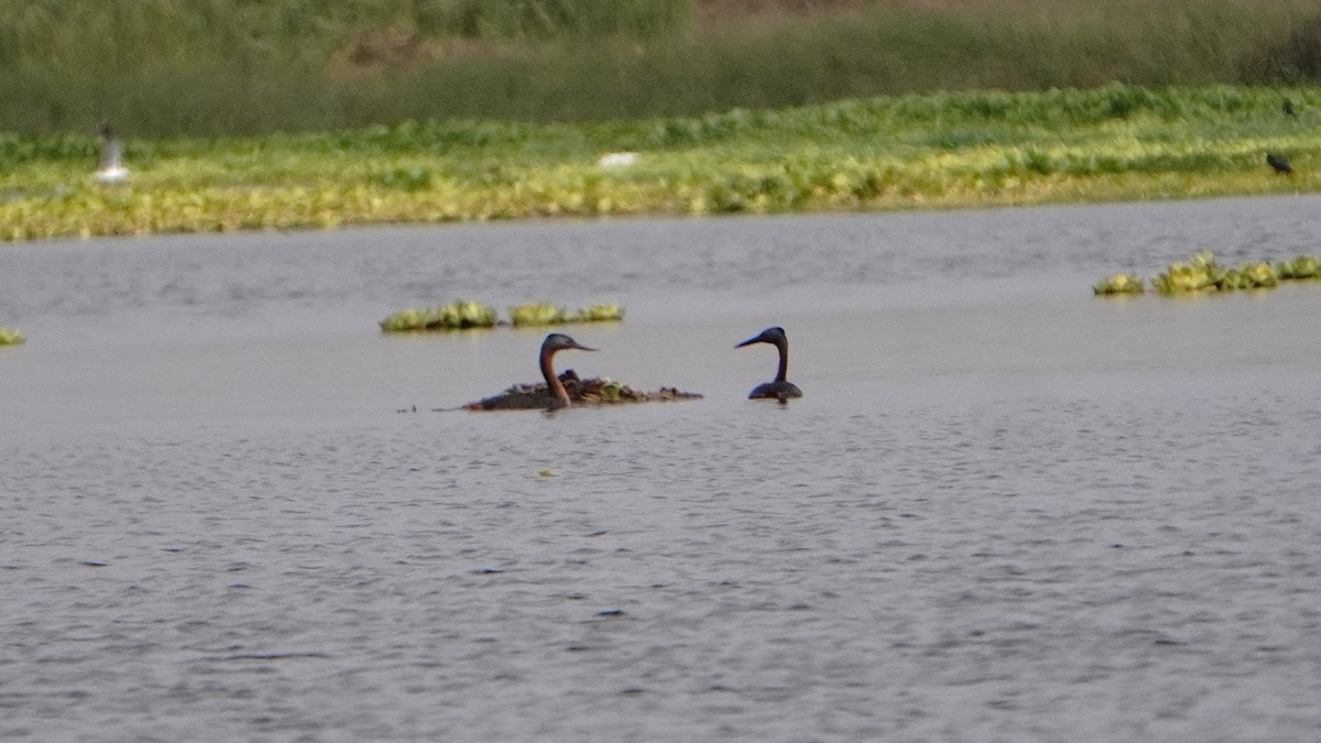 Büyük Batağan - ML646293427