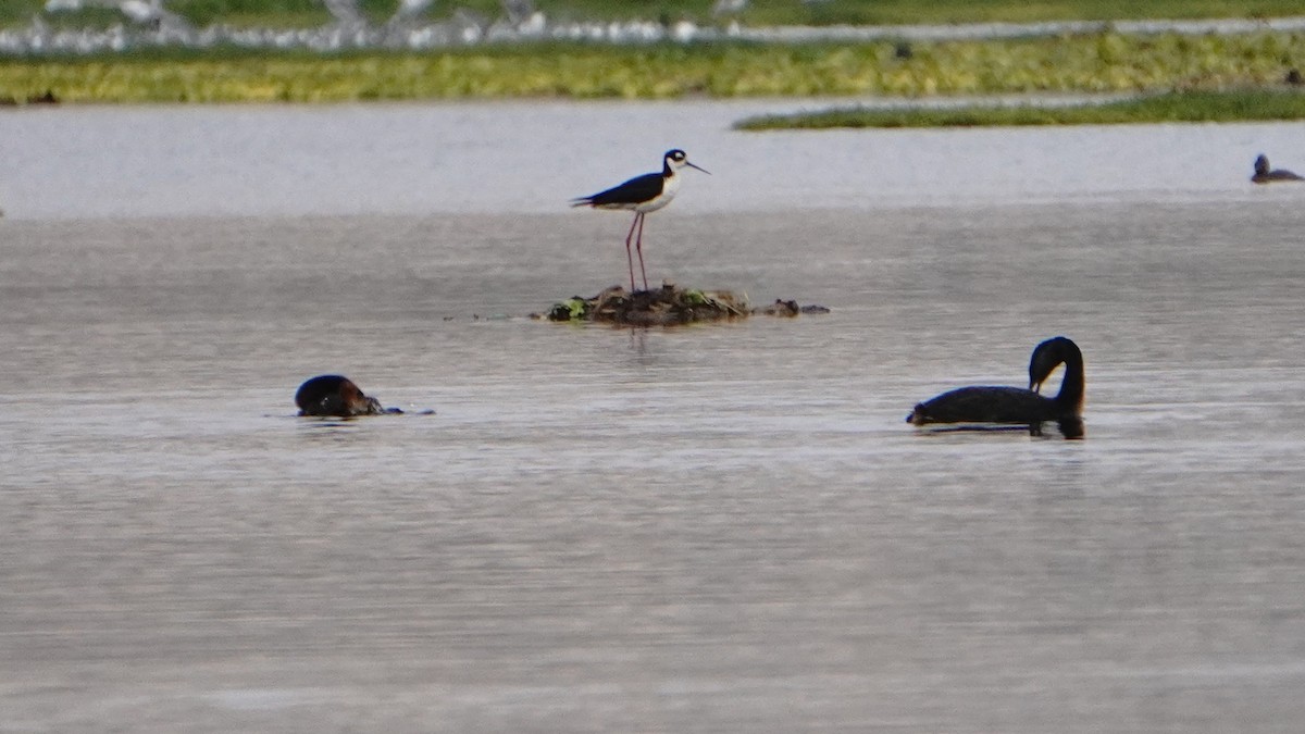 Büyük Batağan - ML646293428