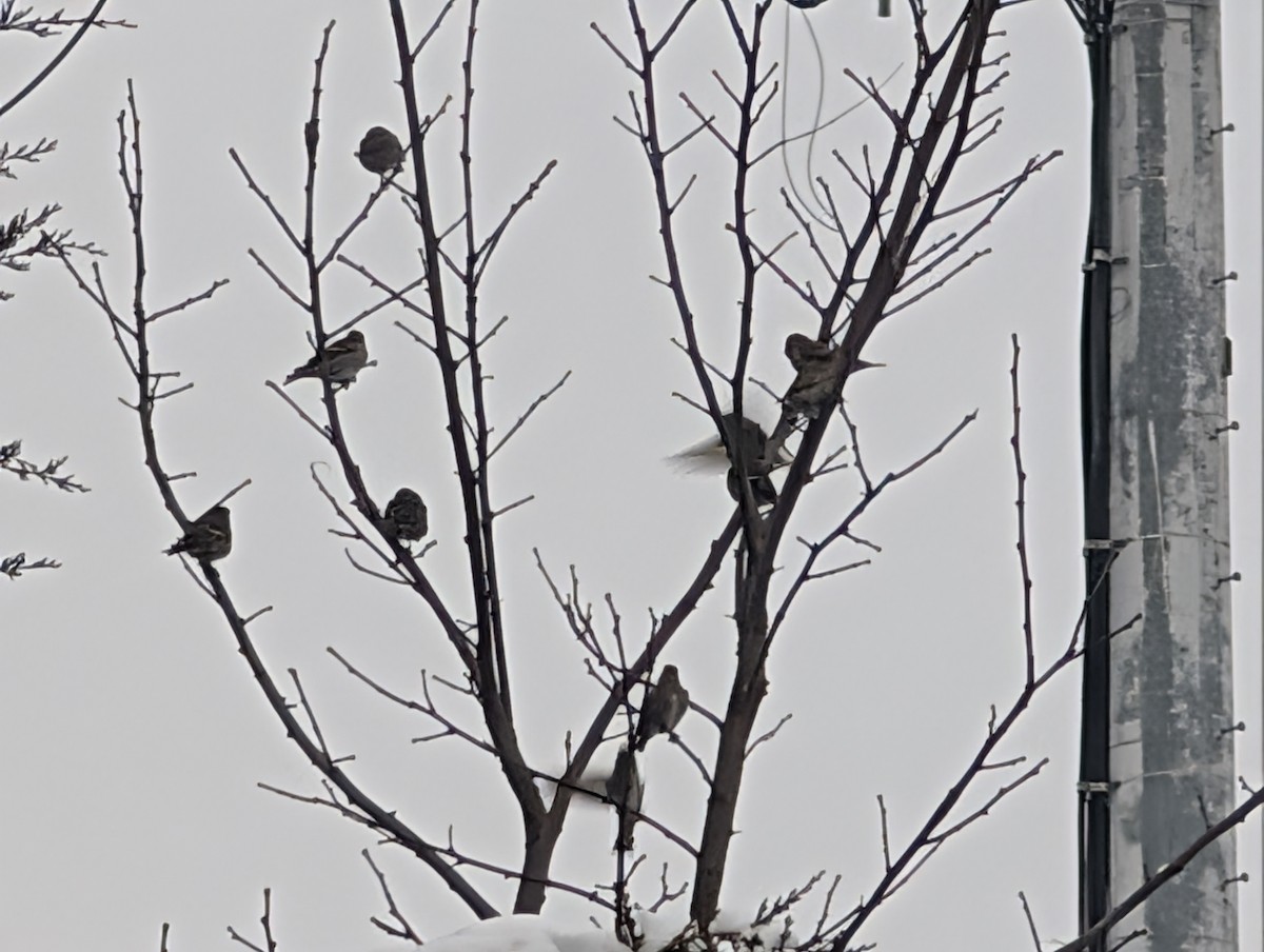 Çam İsketesi - ML646293429