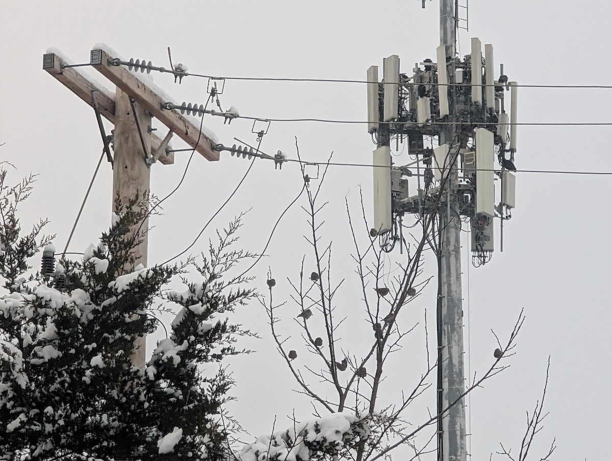 Çam İsketesi - ML646293430