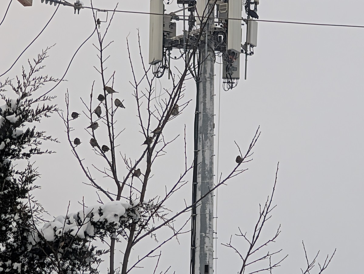 Çam İsketesi - ML646293431