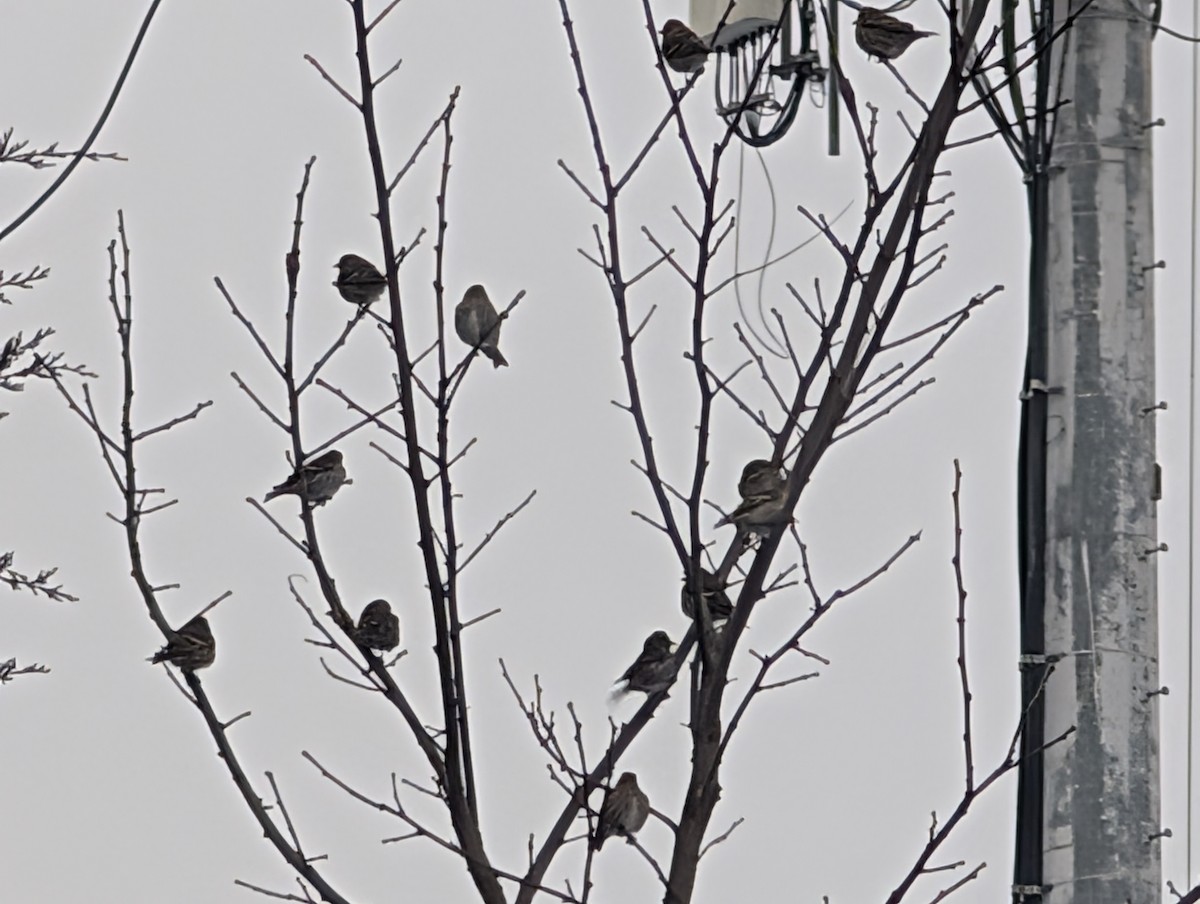 Çam İsketesi - ML646293433