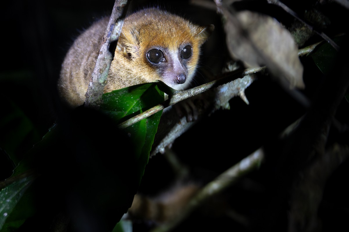 Goodman's Mouse Lemur - ML646293434