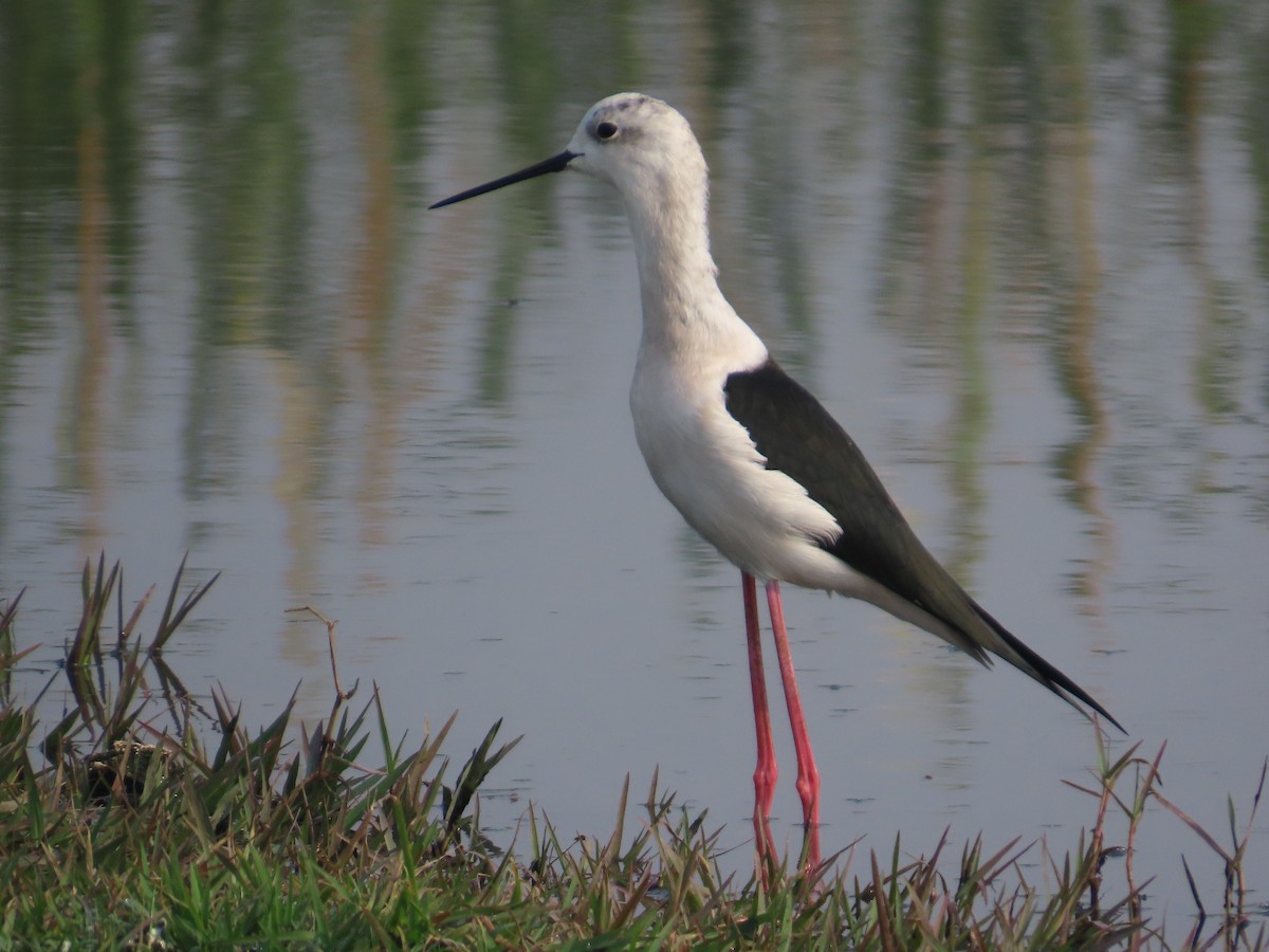 Uzunbacak - ML646293435