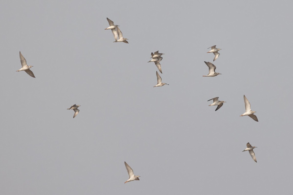 Döğüşkenkuş - ML646293436