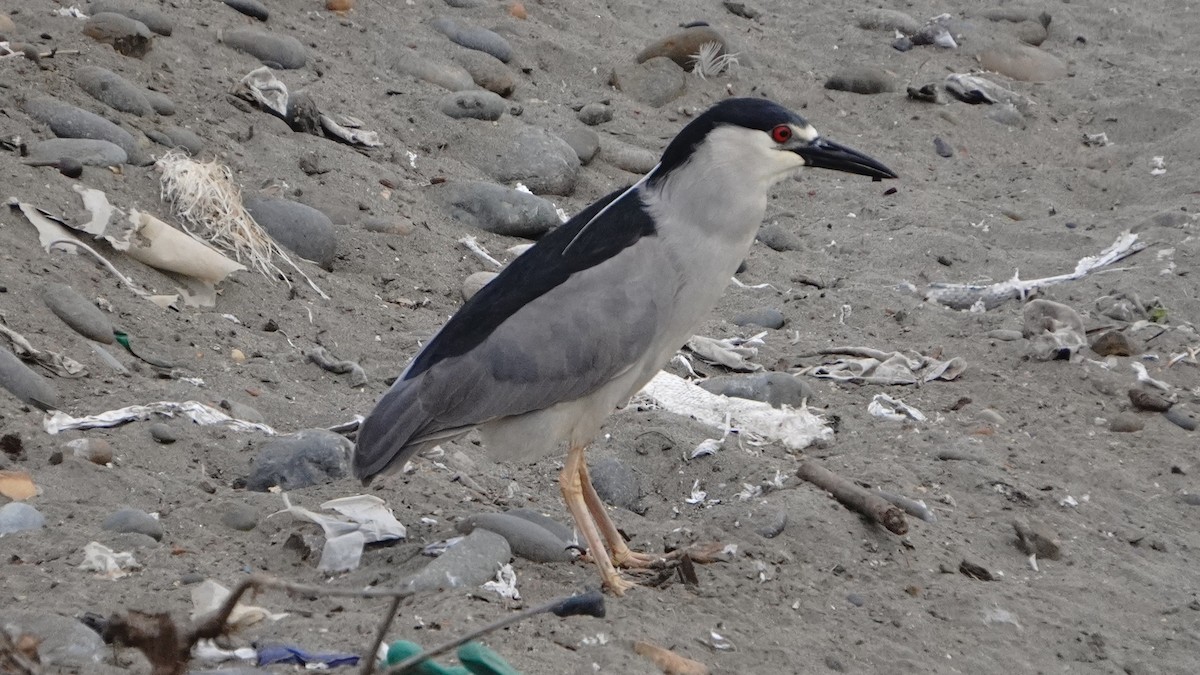 Gece Balıkçılı - ML646293437