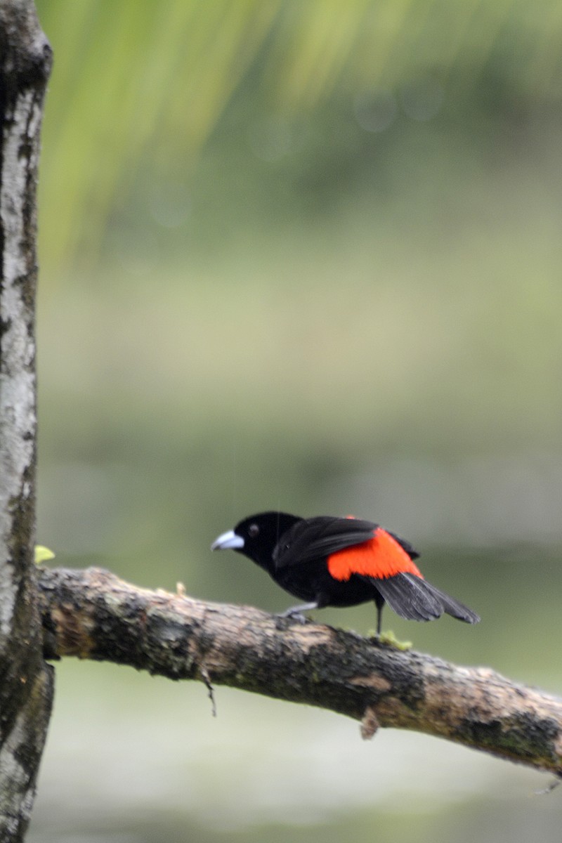 Al Sokumlu Tangara - ML646293438