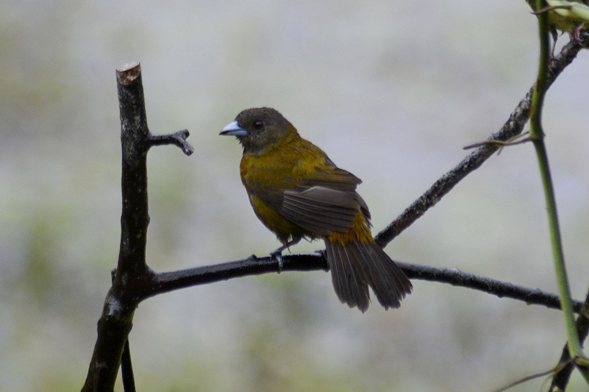 Al Sokumlu Tangara - ML646293439