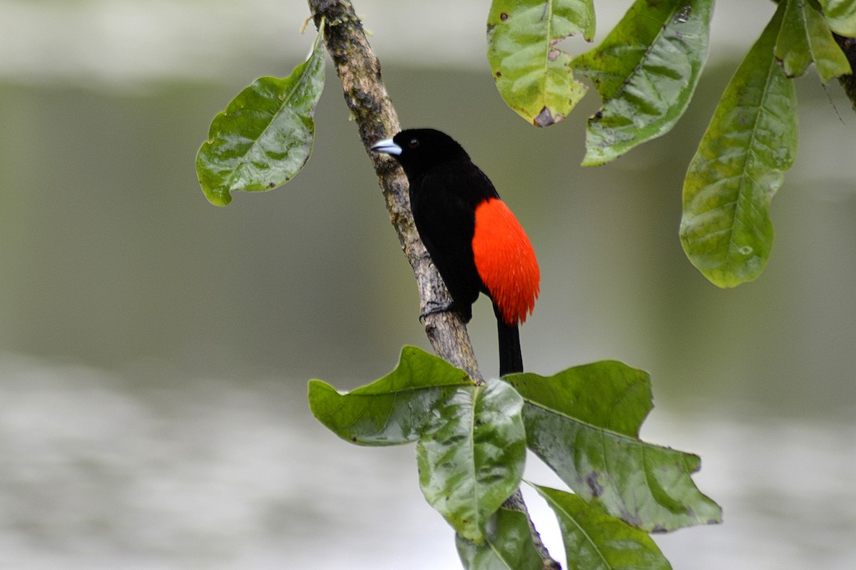 Al Sokumlu Tangara - ML646293440