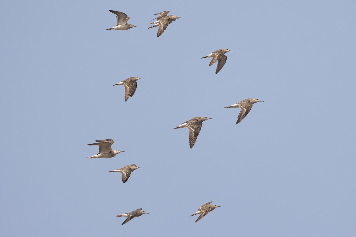 Döğüşkenkuş - ML646293441