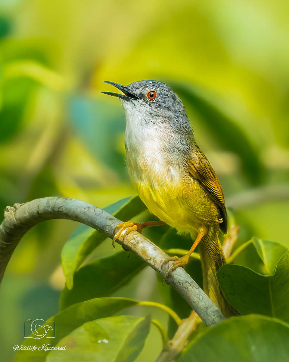 Yellow-bellied Prinia - ML646293446