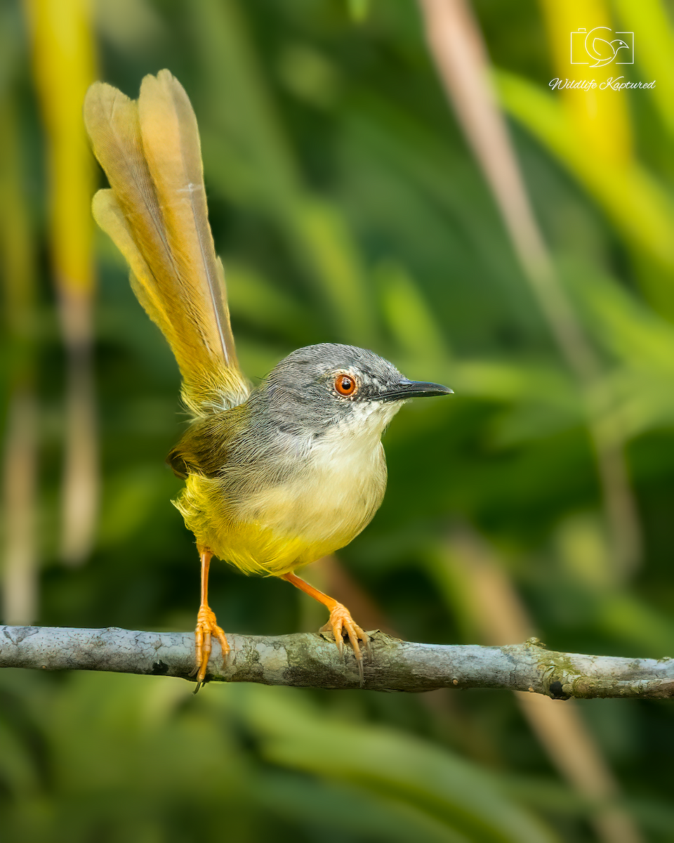 Yellow-bellied Prinia - ML646293447