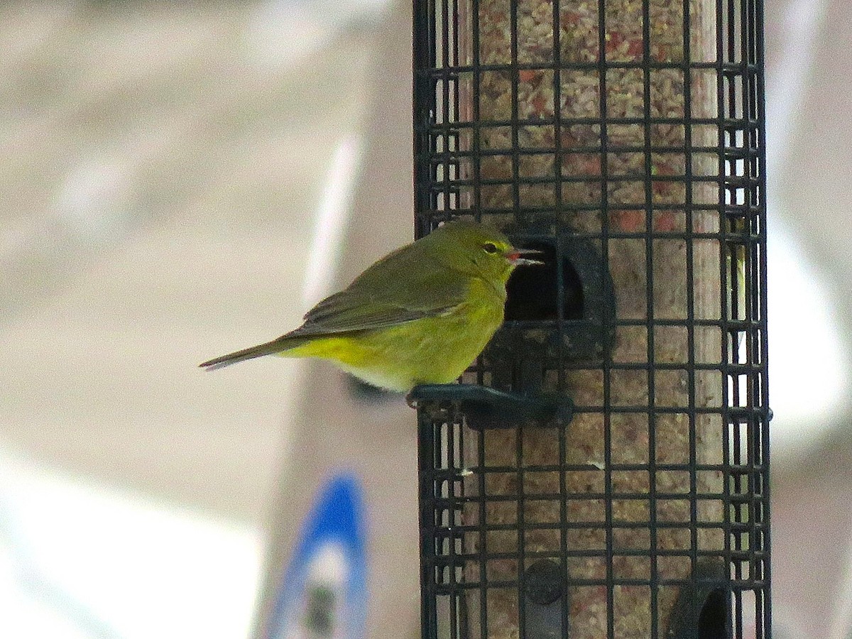 Orange-crowned Warbler - ML646293449
