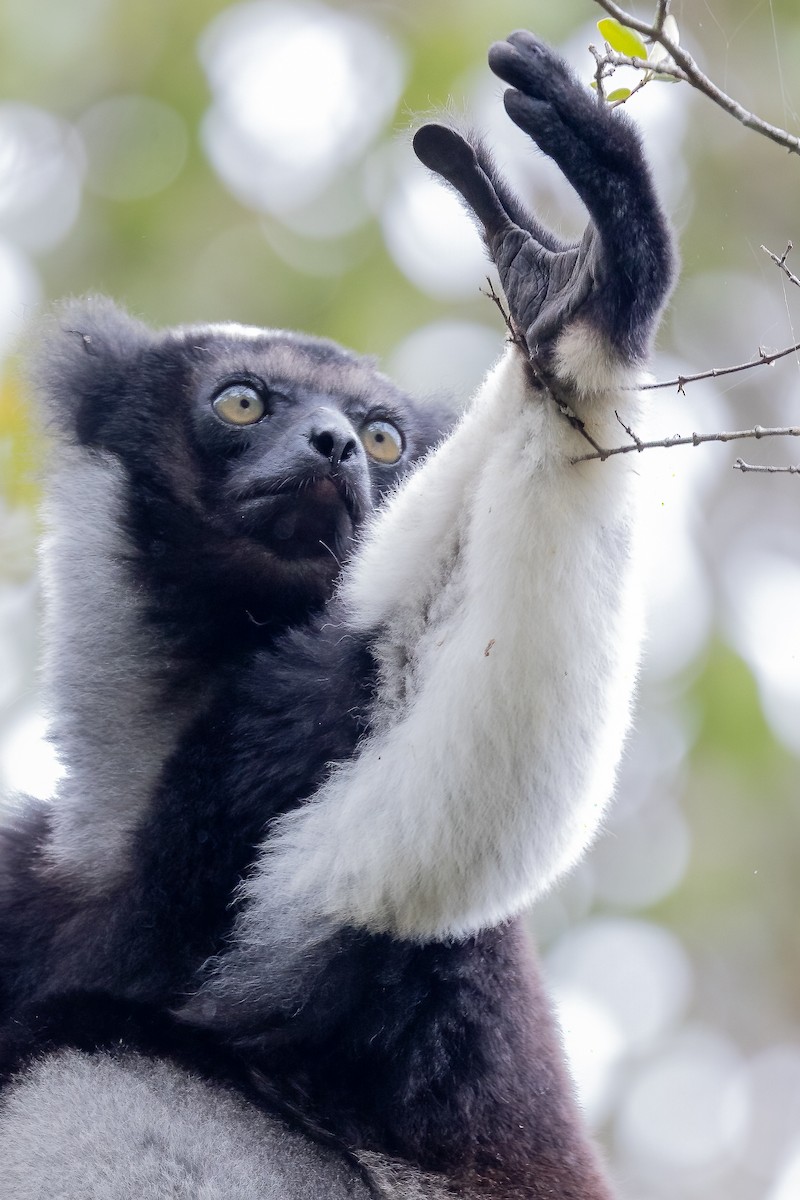 Indri - ML646293451