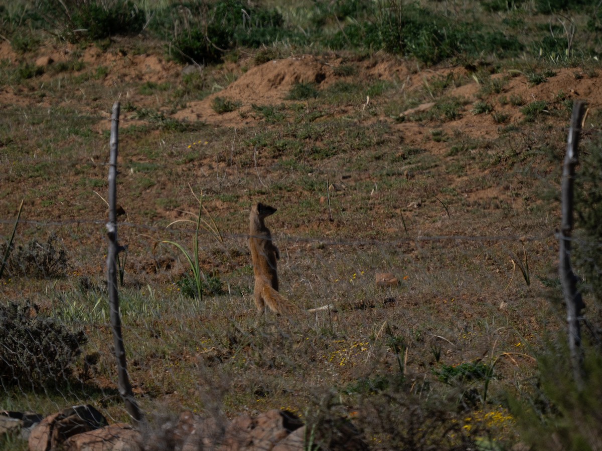 Yellow Mongoose - ML646293460