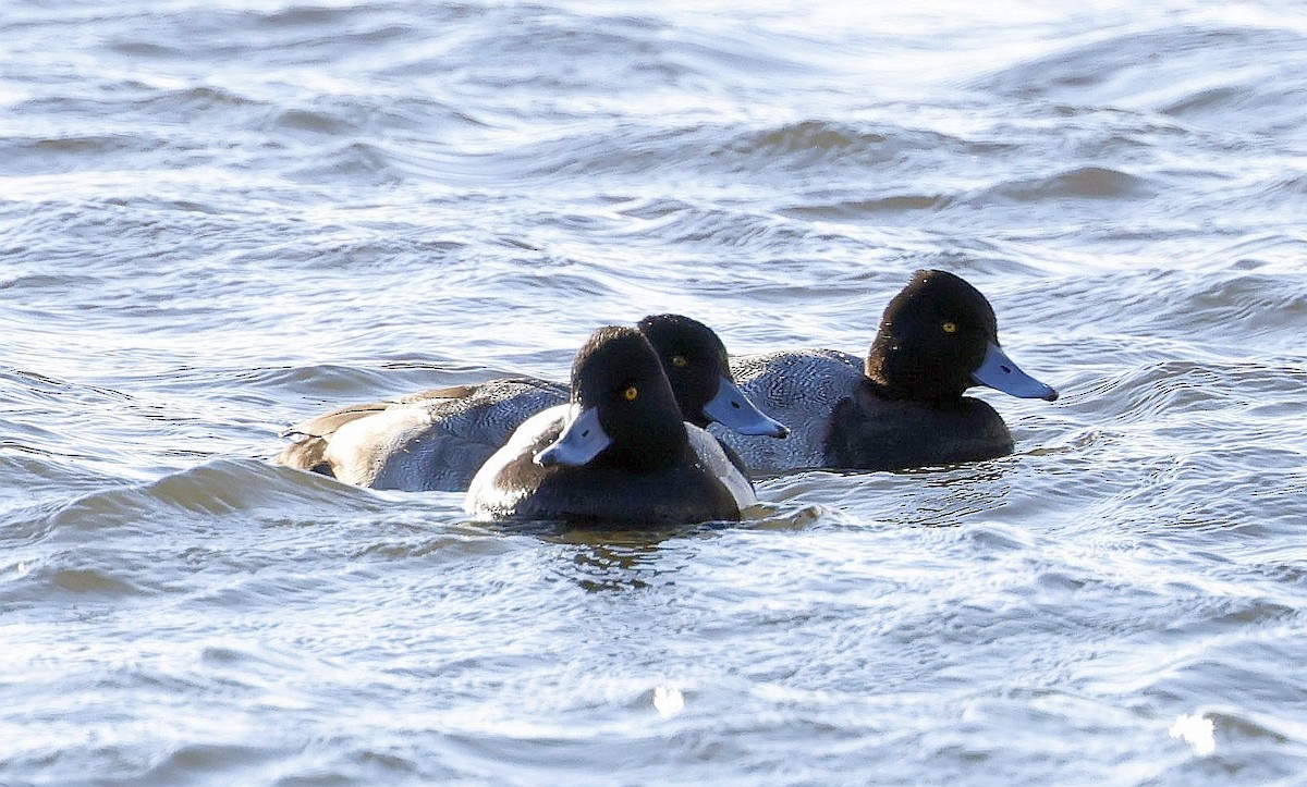 コスズガモ - ML646293461