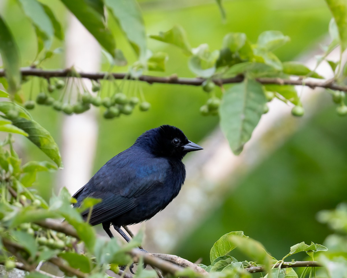 Shiny Cowbird - ML646293463