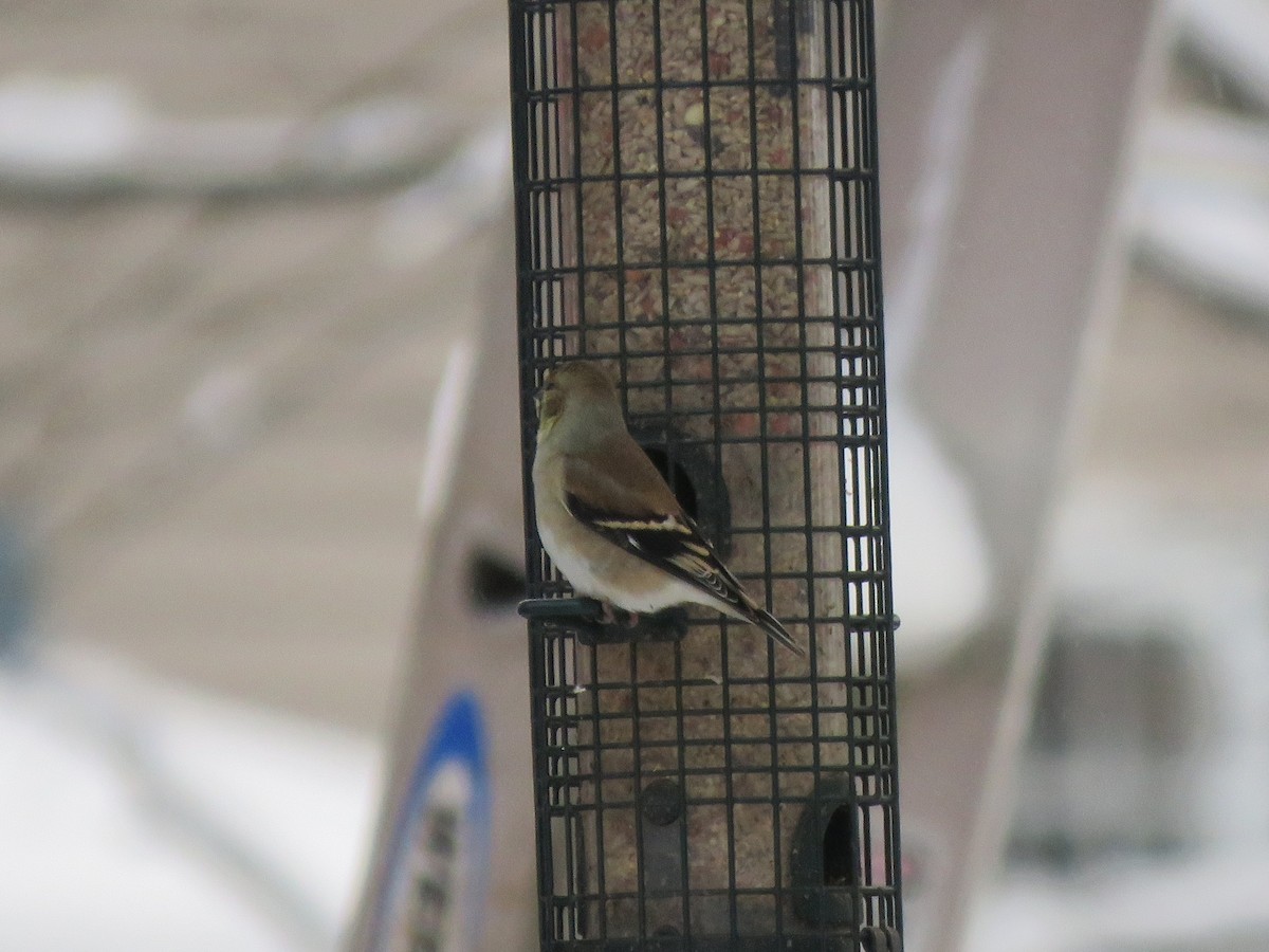 American Goldfinch - ML646293464