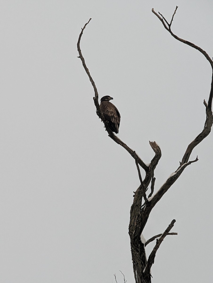 Bald Eagle - ML646293471