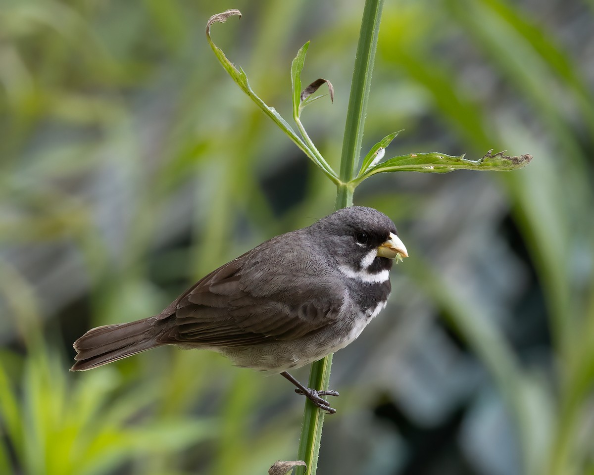 Double-collared Seedeater - ML646293475