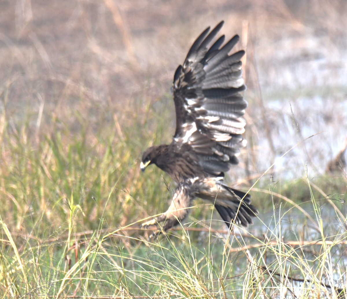 カラフトワシ - ML646293477