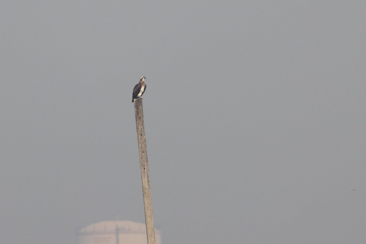 Загасч явлаг - ML646293478