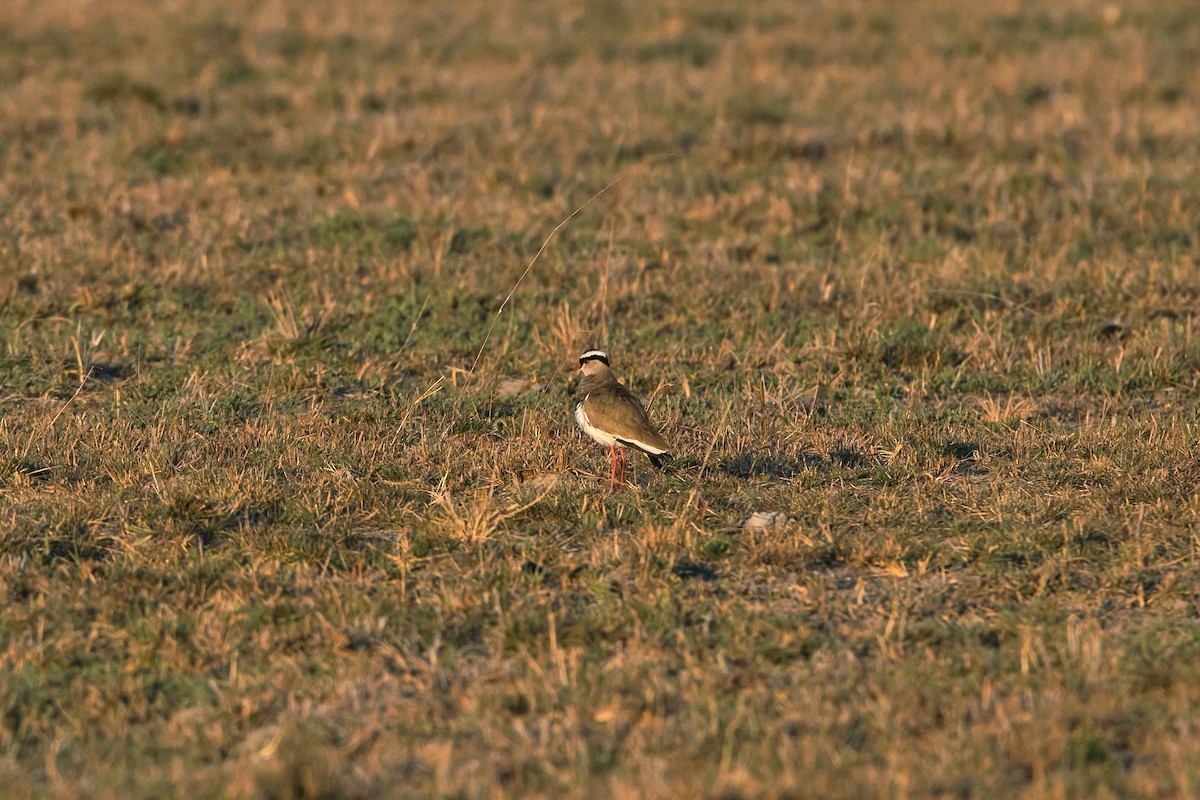 オウカンゲリ - ML646293479