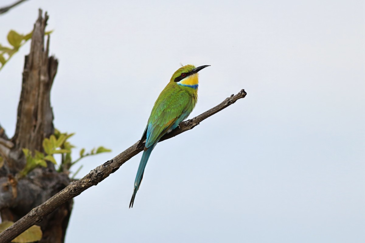 エンビハチクイ - ML646293480