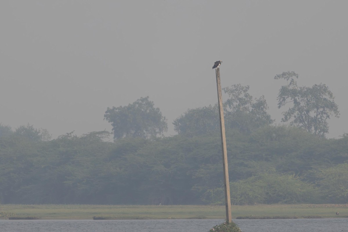 ミサゴ - ML646293482