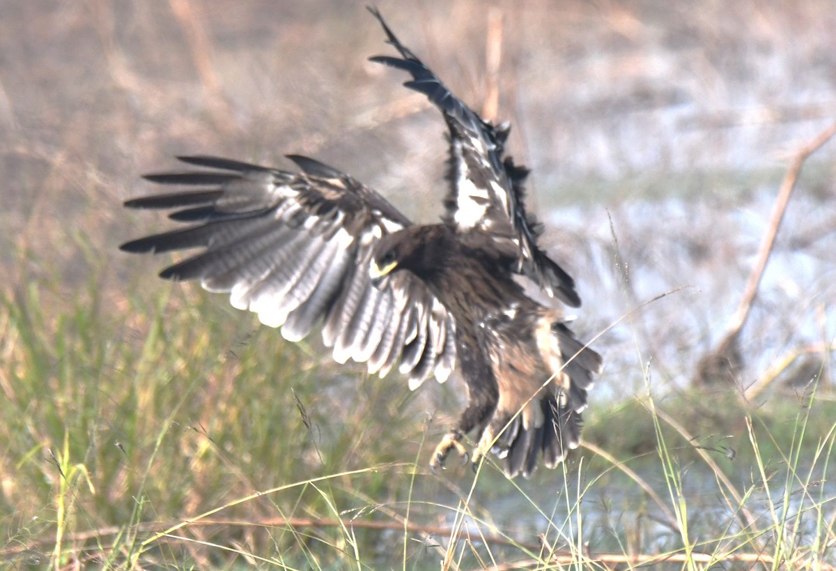 カラフトワシ - ML646293484