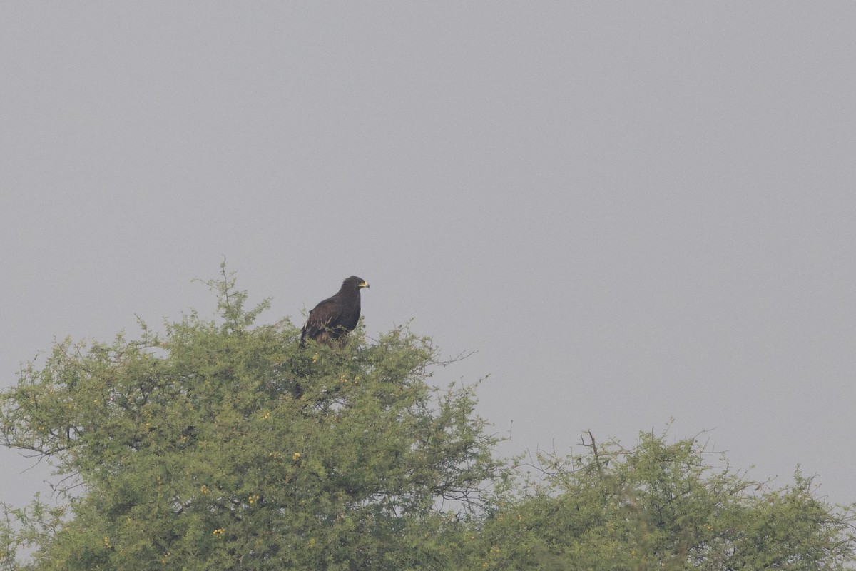 カラフトワシ - ML646293488