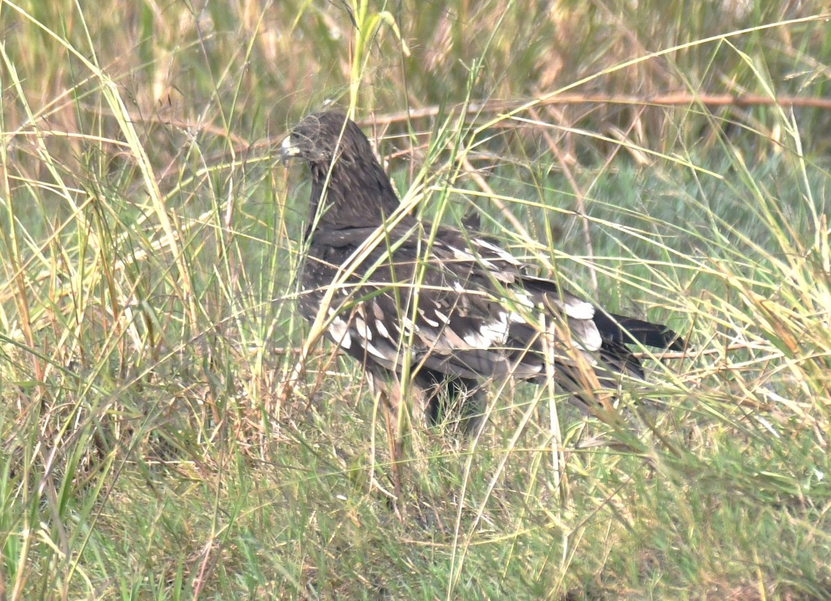 カラフトワシ - ML646293489