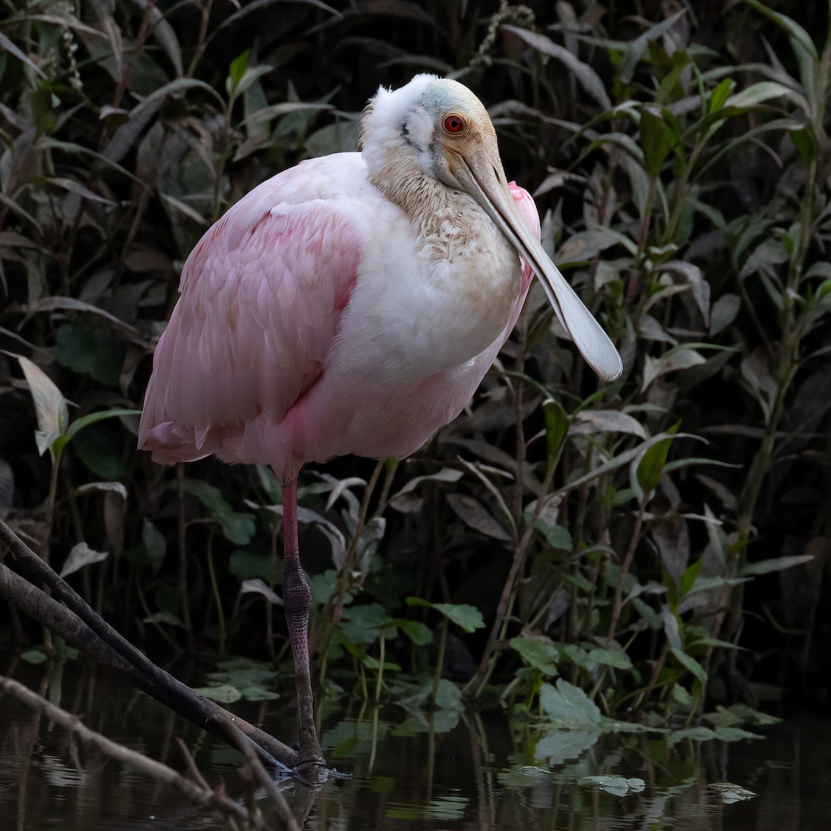 ベニヘラサギ - ML646293490