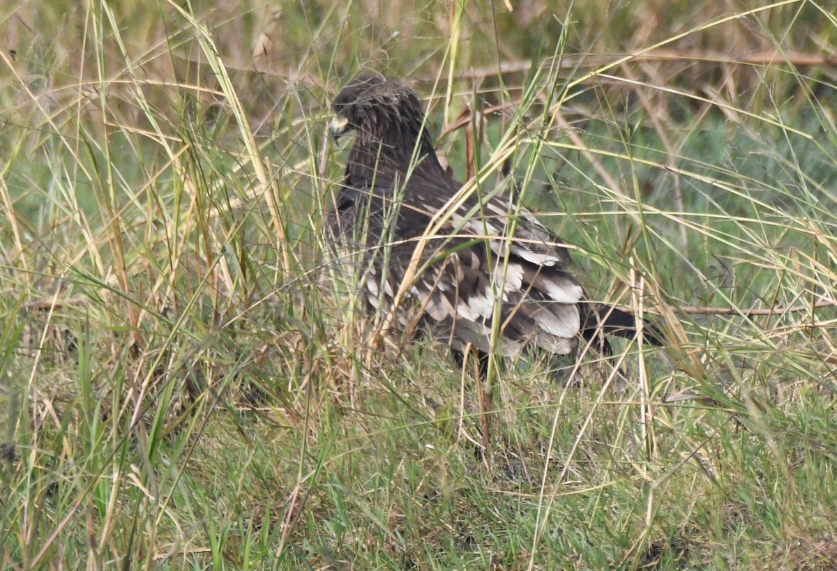 カラフトワシ - ML646293491