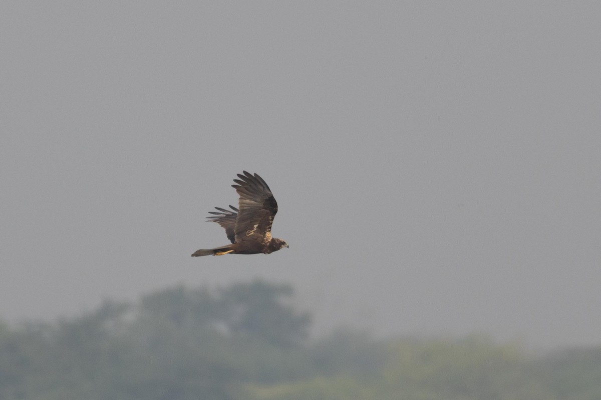 ヨーロッパチュウヒ - ML646293492