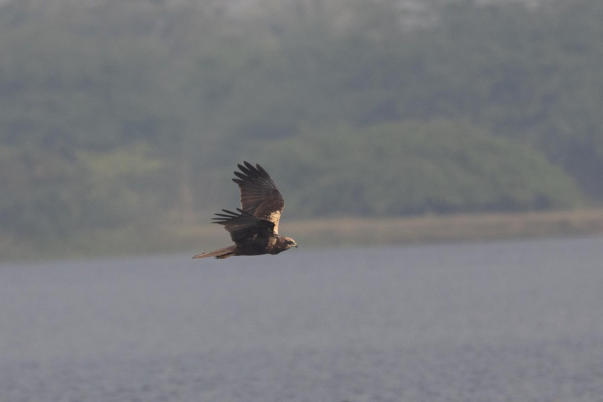 ヨーロッパチュウヒ - ML646293493