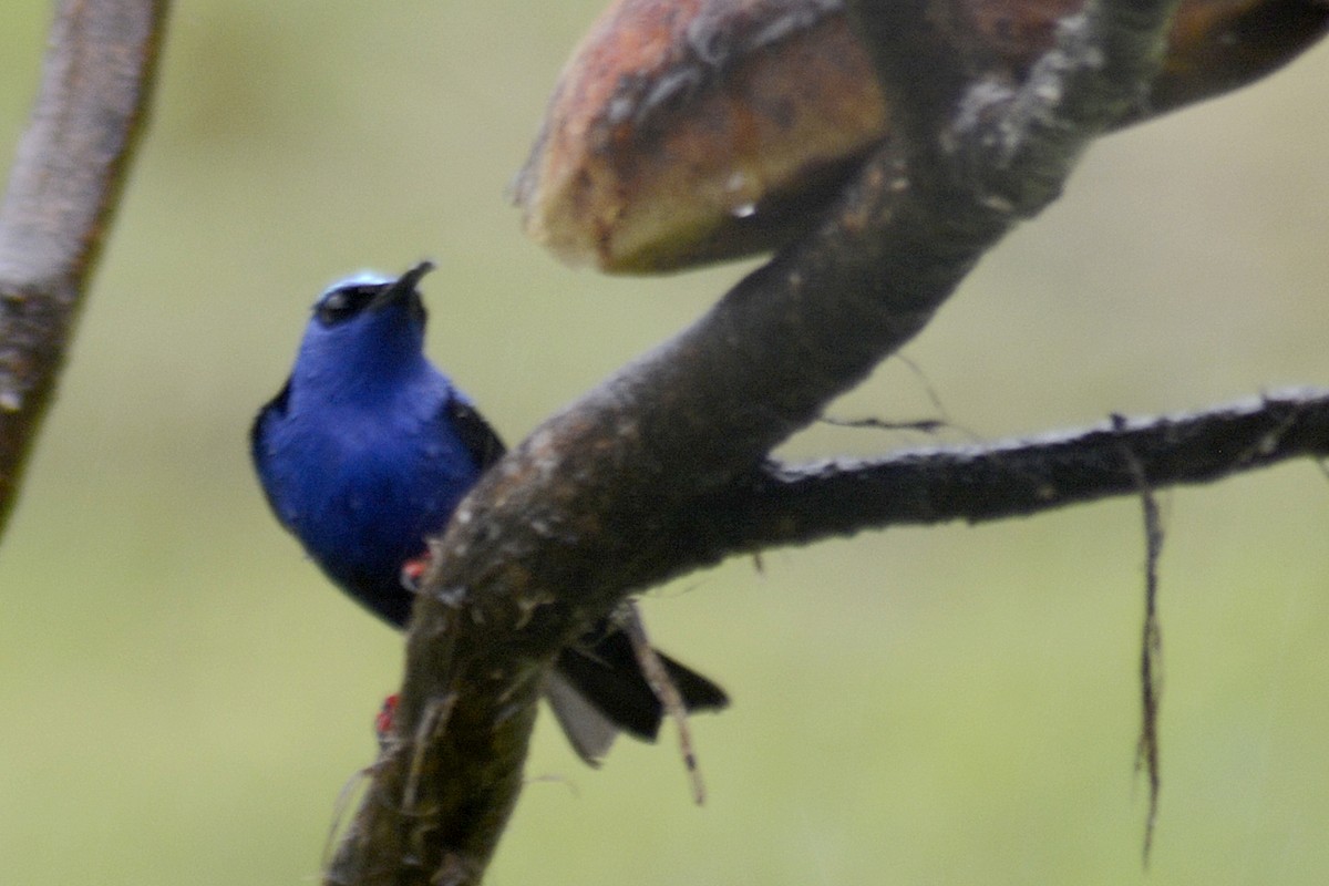 ルリミツドリ - ML646293494