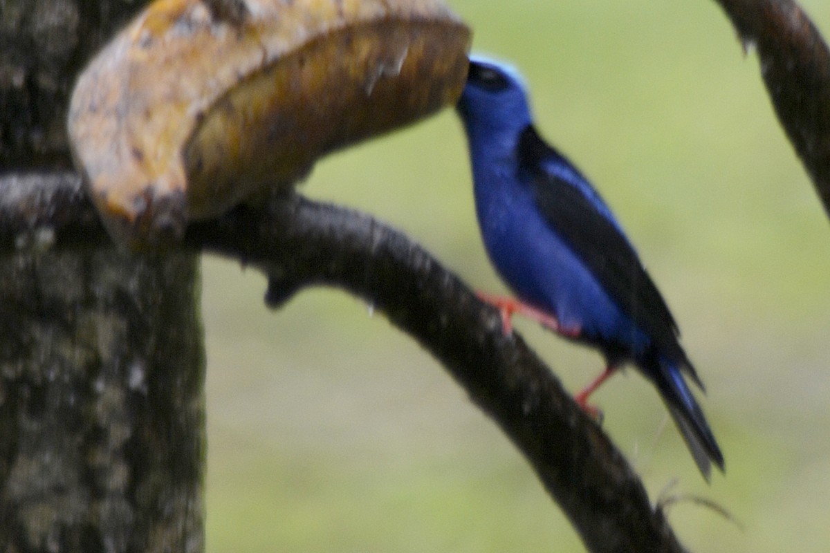 ルリミツドリ - ML646293495