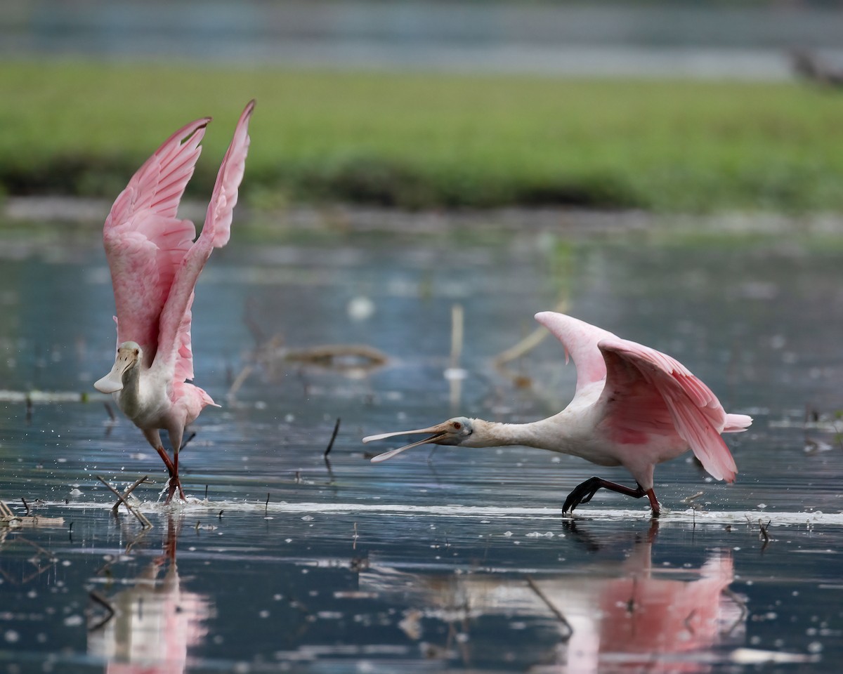 ベニヘラサギ - ML646293505